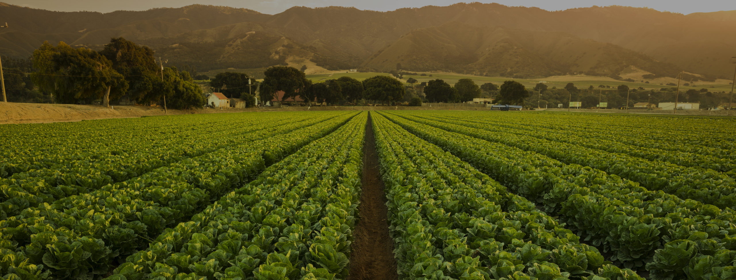 Crops grow on fertile farm land panoramic before harvest