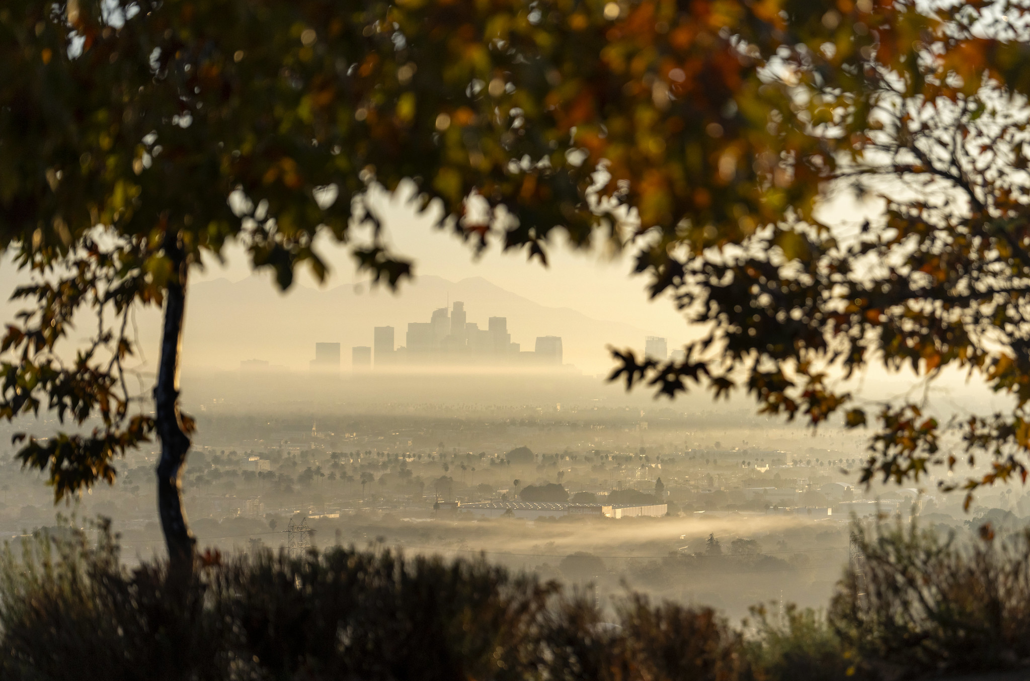 A foggy view of downtown Los Angeles framed by trees, highlighting the city's landscape and natural surroundings.
